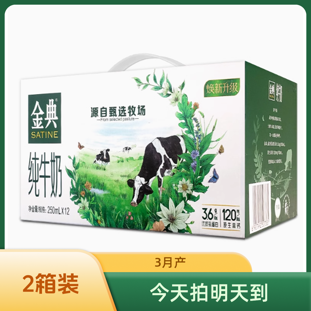 【3月产2箱装】金典纯牛奶250ml*12盒学生成人营养早餐奶