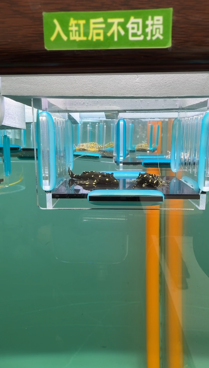 清道夫鱼140号白珍入缸不包损录制完整开箱视频4.7-5.2厘米