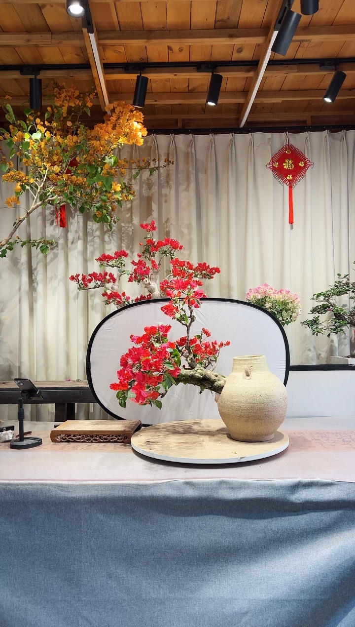 【闪购商品】盆景同安红