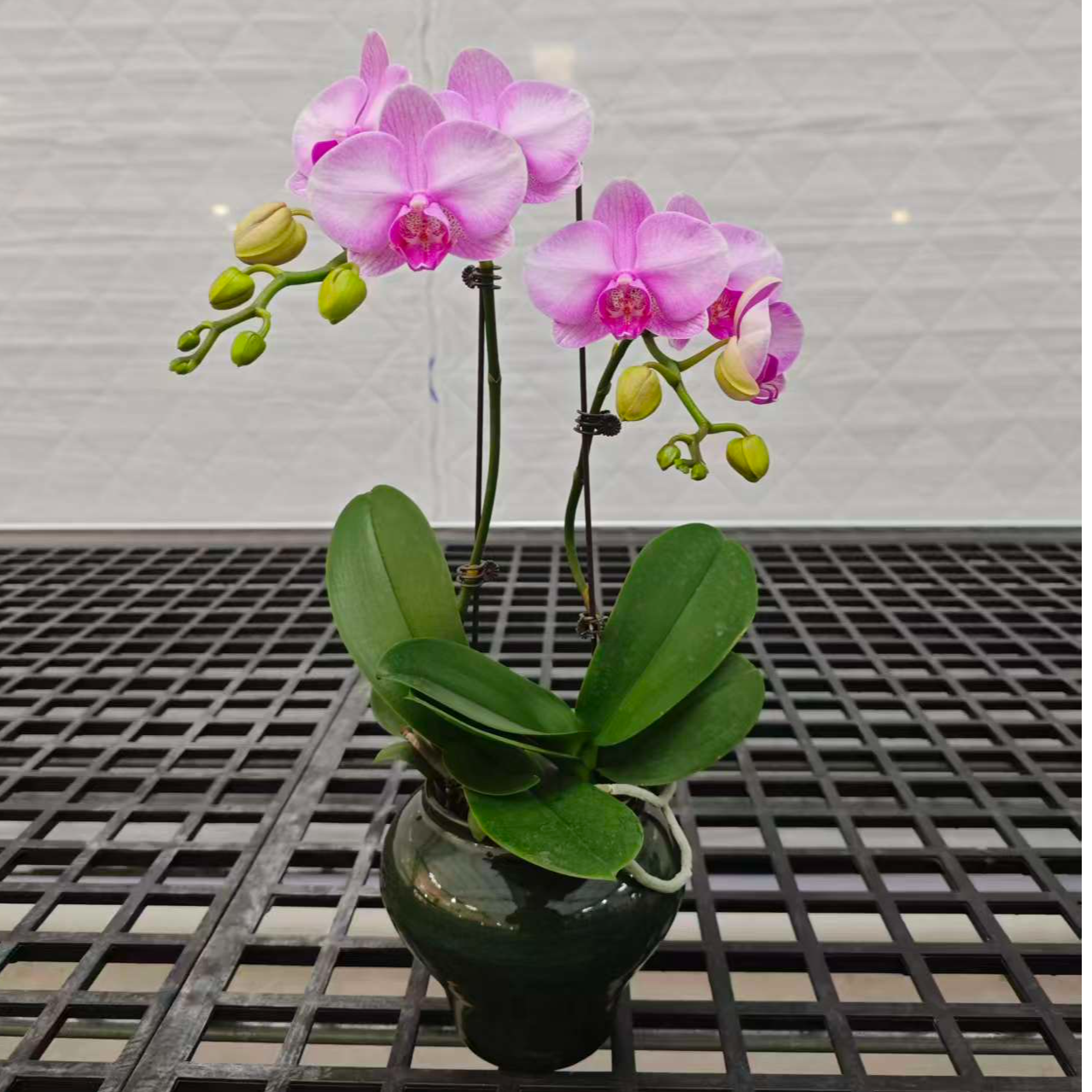 高品质粉色蝴蝶兰【月亮公主】带花剑带花苞四季开花室内好养盆栽