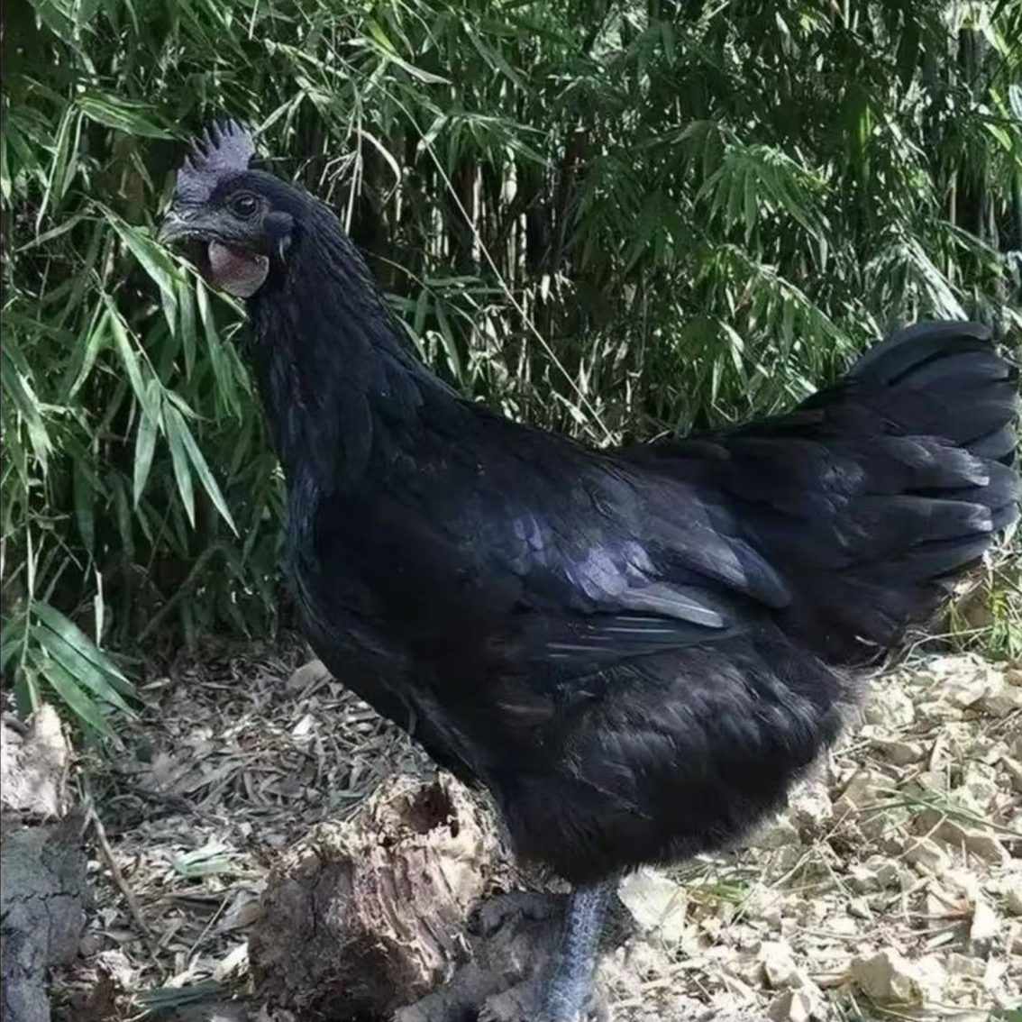 宠物鸡五黑鸡绿壳蛋250g左右包邮发货