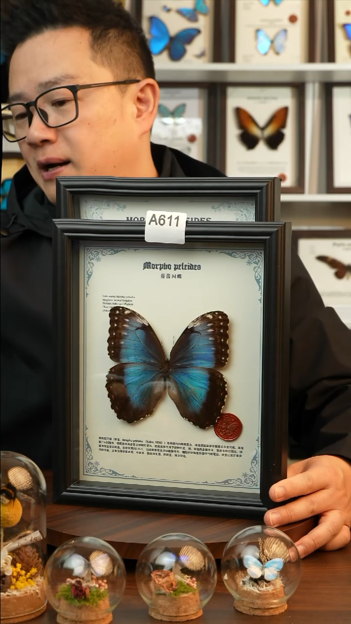 蓓蕾闪蝶雌蝶真蝴蝶标本A611