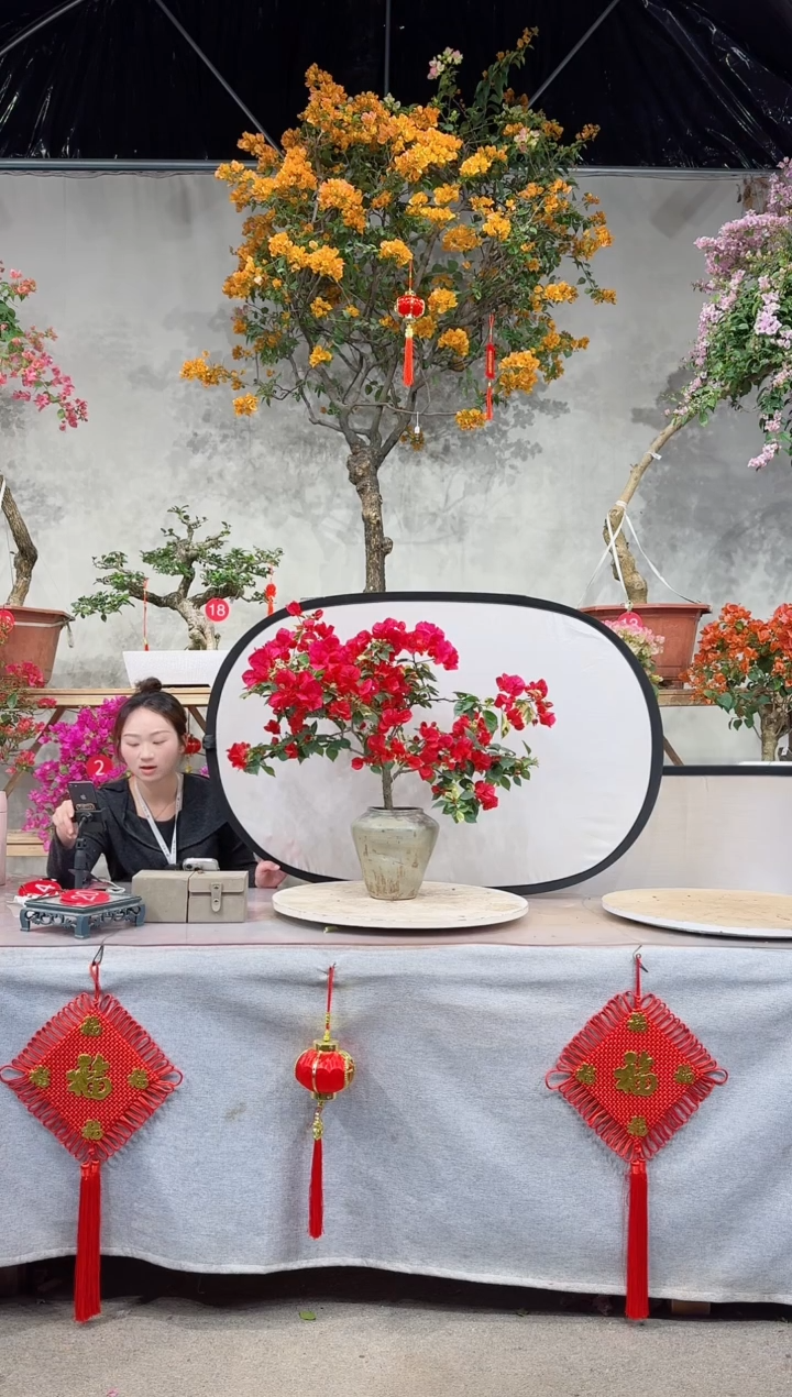 【闪购商品】盆景三角梅