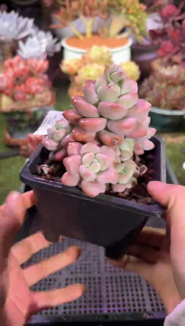 【闪购商品】13912