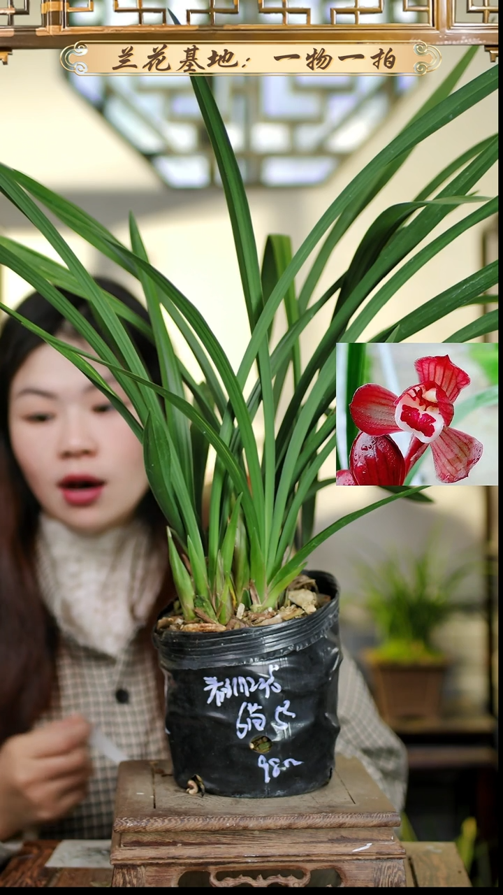 完全开放春剑红荷6苗5花苞