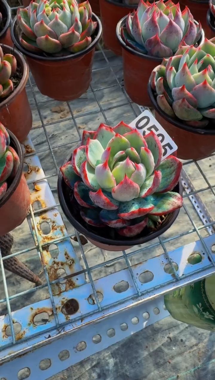 【闪购商品】0595惊鸿仙子（裸根发货）