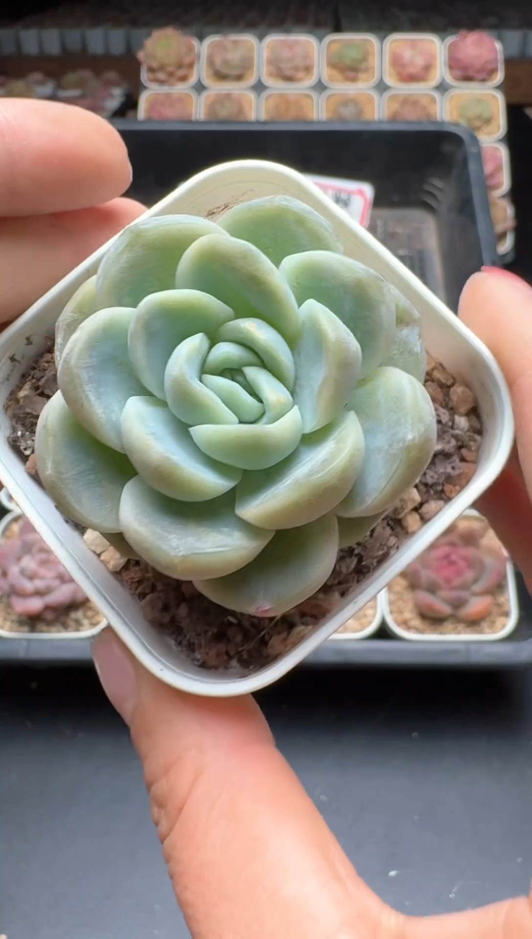 【闪购商品】154号 珍妮杂交多肉 花卉植物