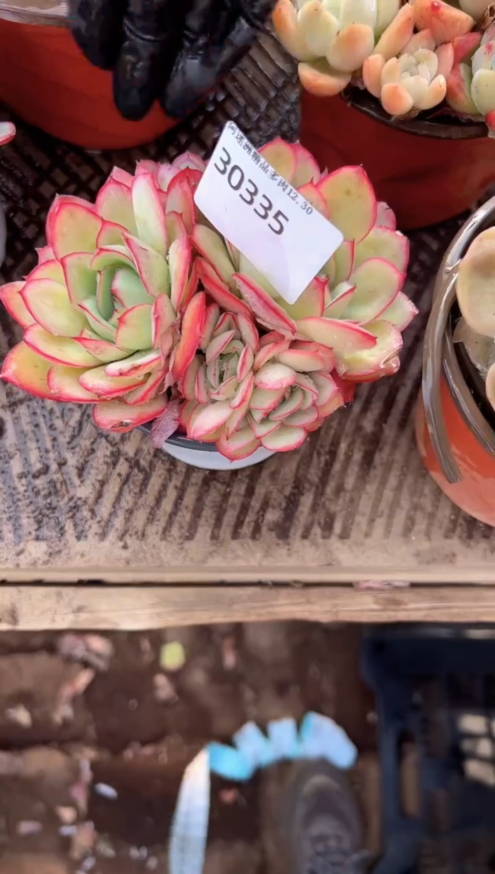 嘉*多肉植物一物一拍30335
