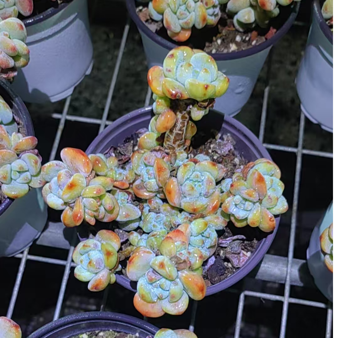 【新疆本地多肉】冷香/老桩爆仔/全状态/12cm塑料盆【一单包邮】