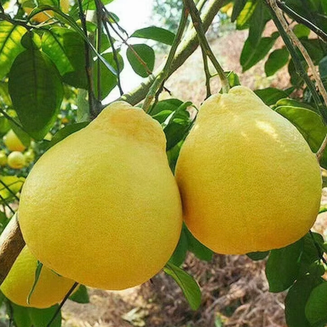 容县老树沙田柚脆甜柚子广西壮族自治区