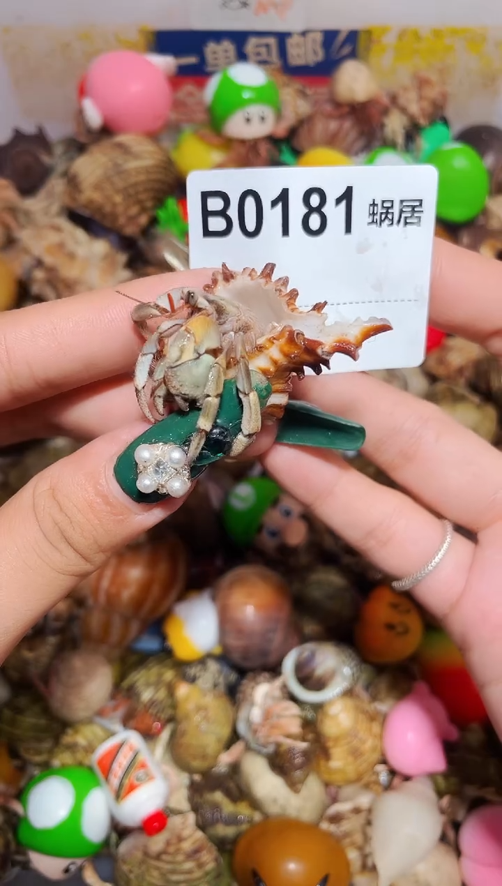 陌派甄选寄居蟹0181