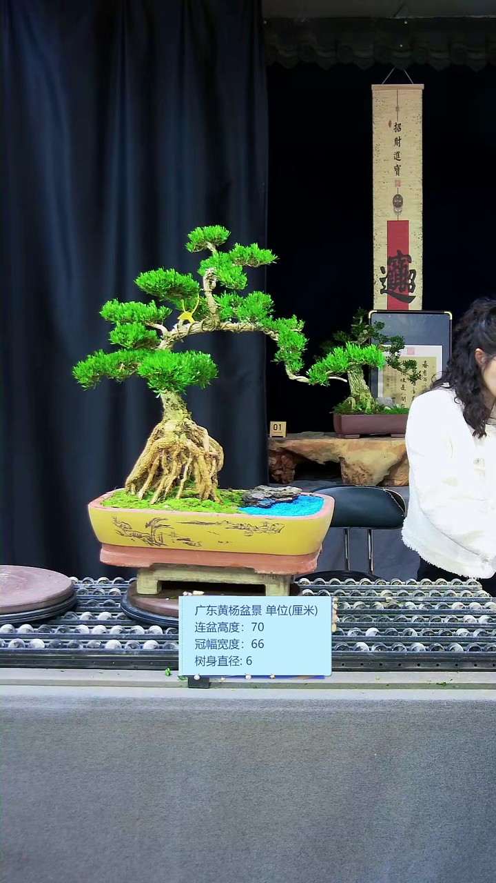 【闪购商品】黄杨盆景