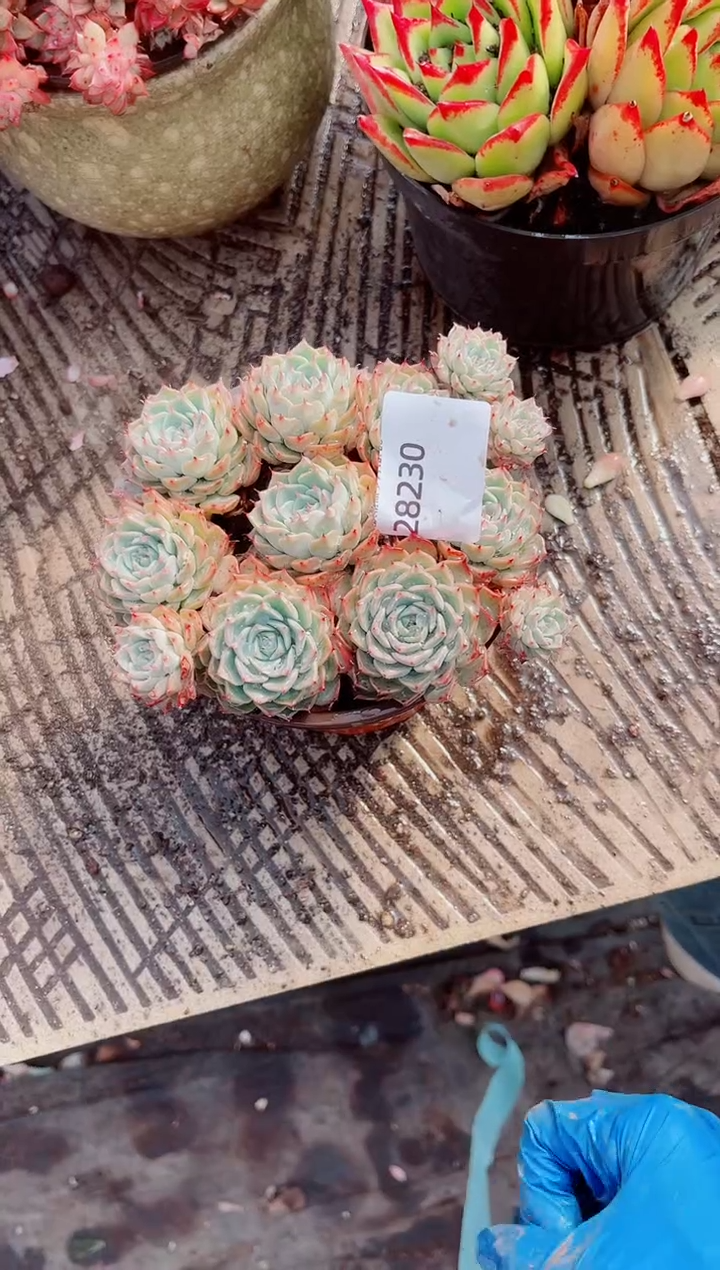 ?****?跃跃精品多肉28230