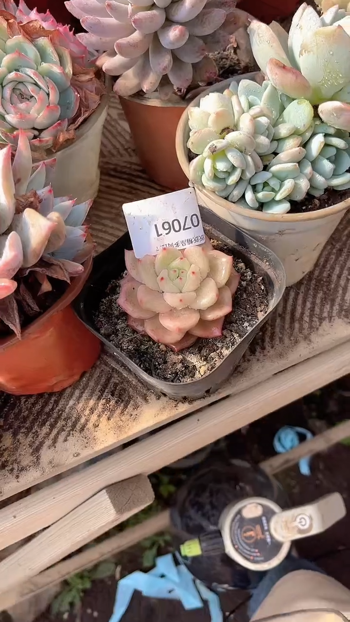 ❦**夕跃跃精品多肉07061