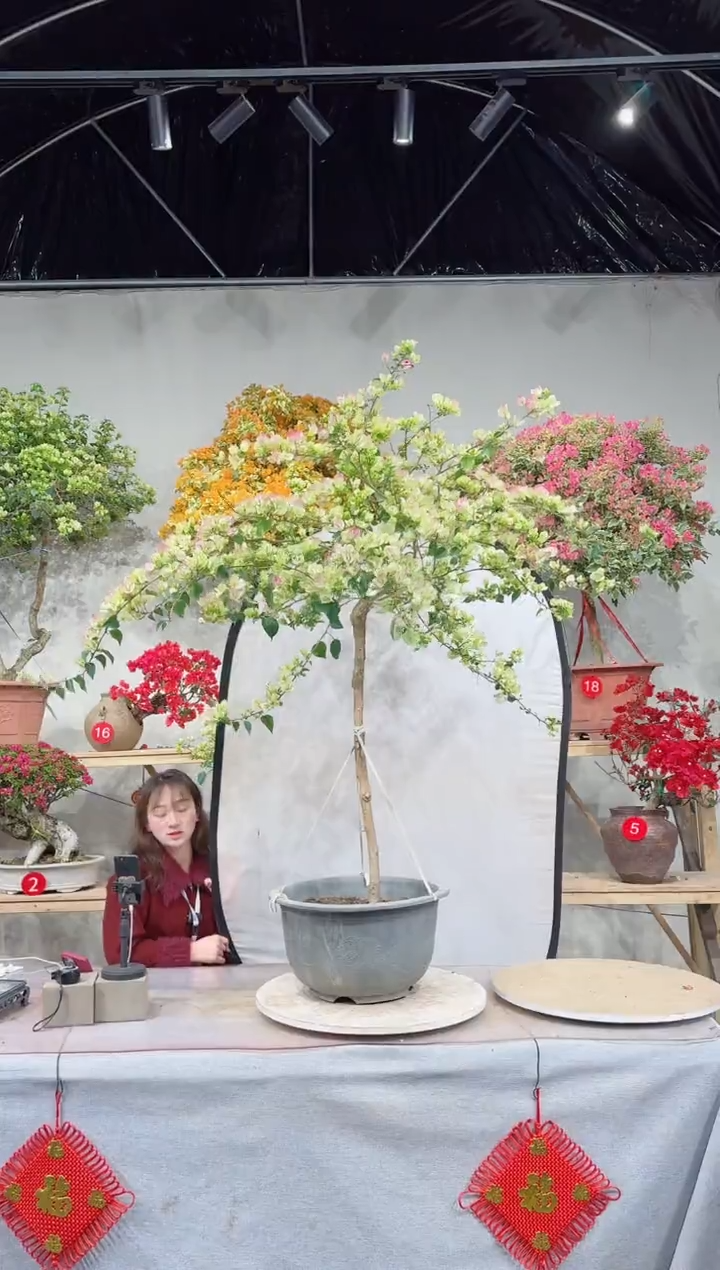 【闪购商品】盆景绿叶樱花