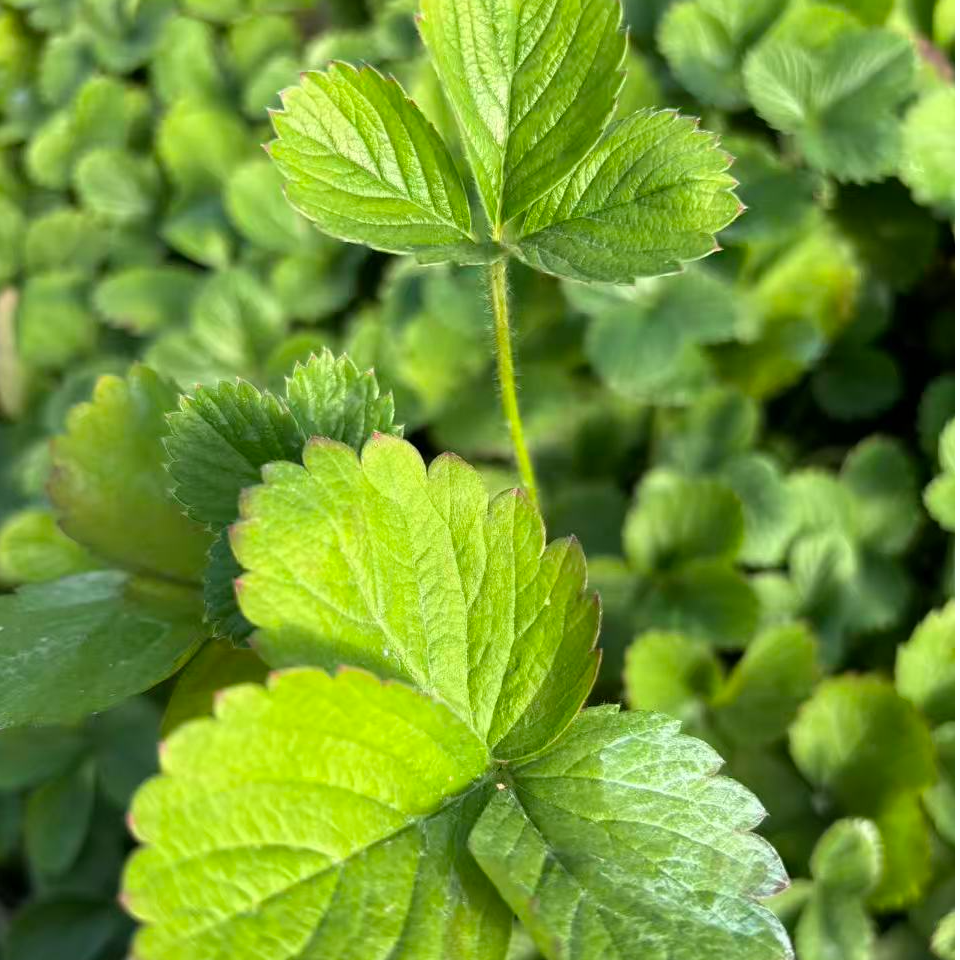 四季奶油脱毒穴盘苗适用于阳台庭院种植