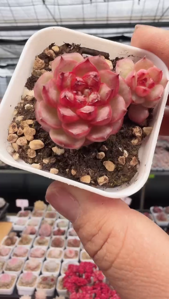 东云多肉园新款-36