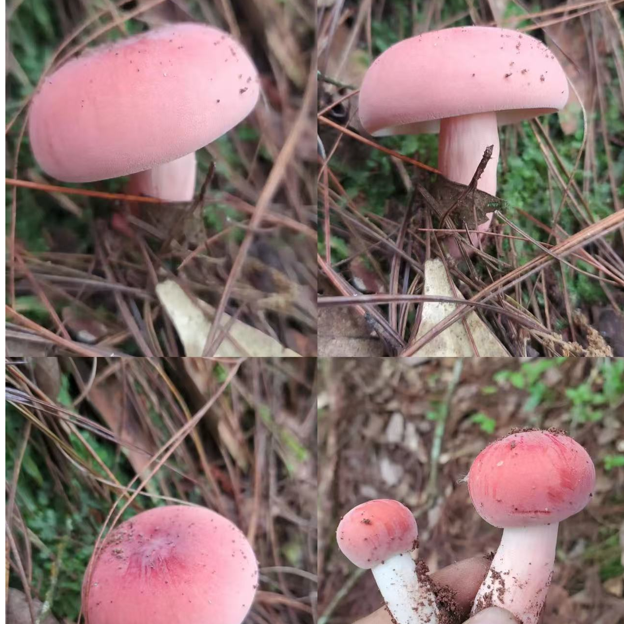 2【S-X】净含量1g-15g【阿徐现收】