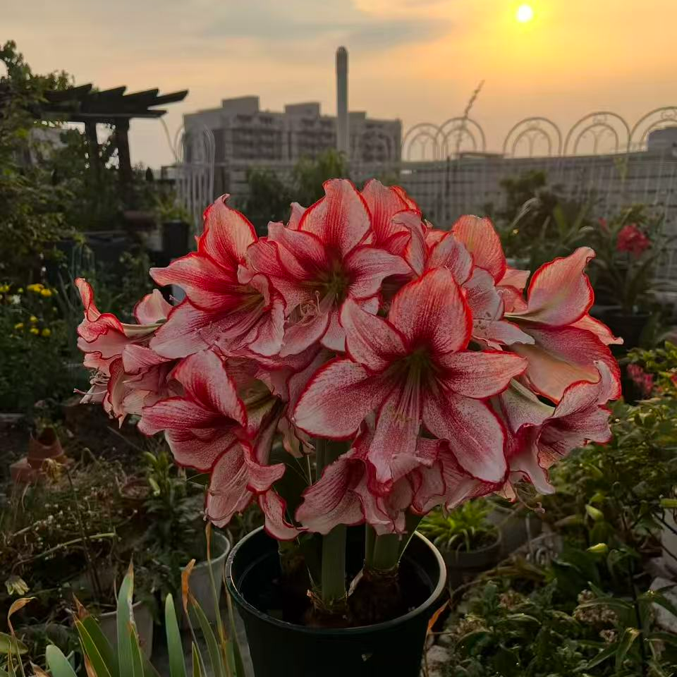 栖野绿境 荷兰进口朱顶红【奇亚拉】1颗包邮