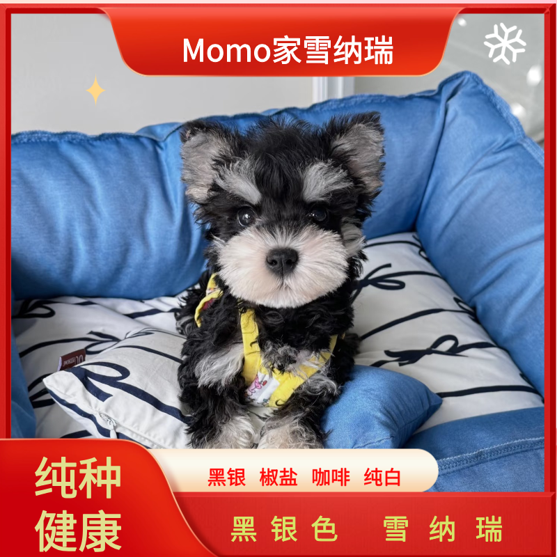 【Momo家雪纳瑞】黑银色黑白色雪纳瑞幼犬宠物活体小狗全款链接