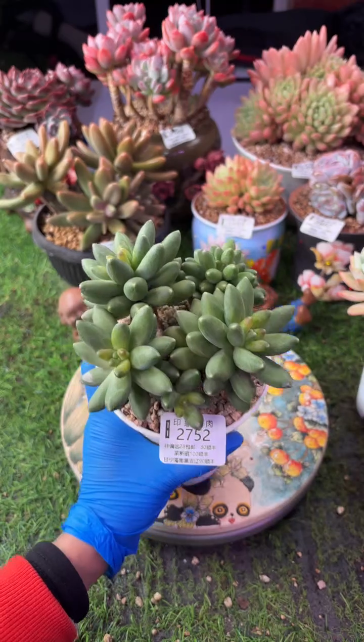 昆明印象多肉2752