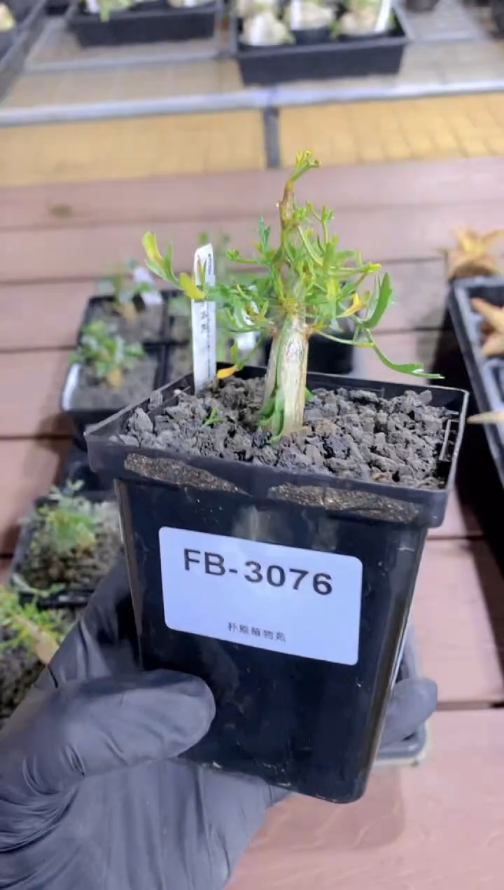 【闪购商品】鹿角没药FB-3076