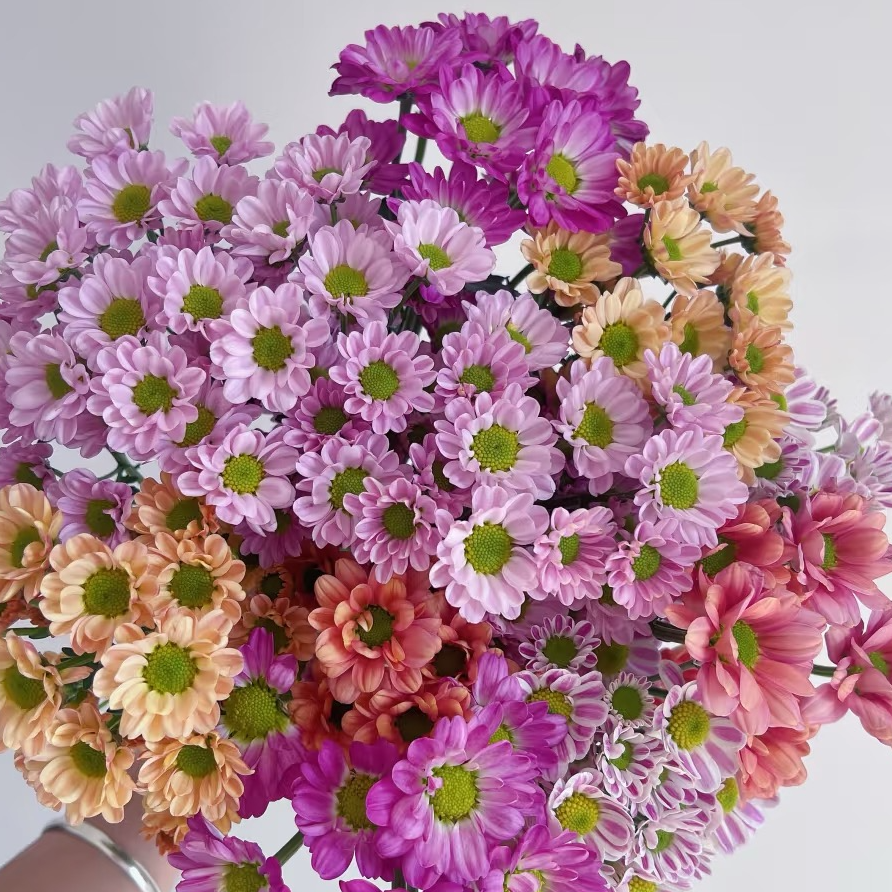 F【鲜花盲盒？】惊喜到家“神话”色彩，混色小雏菊