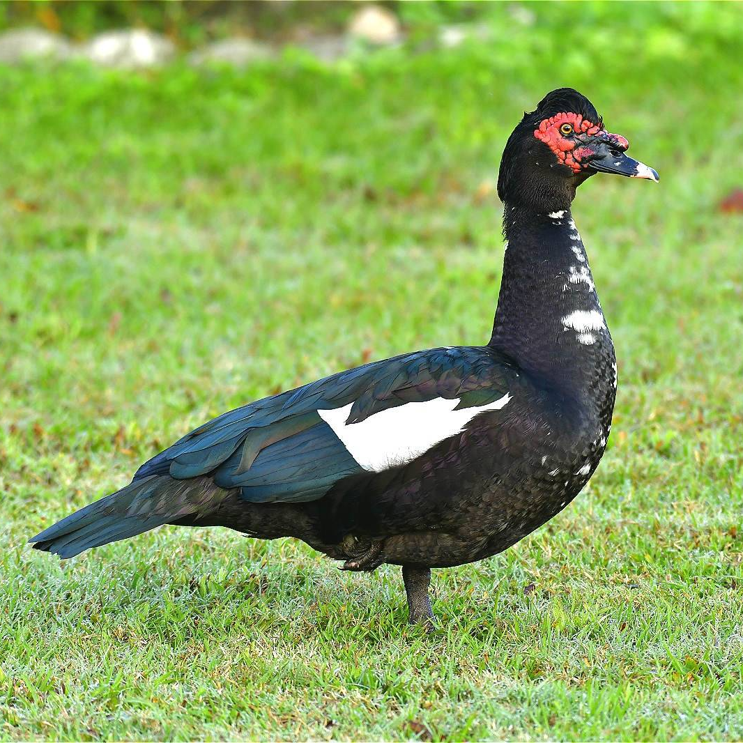 宠物鸭小鸭子番鸭螺纹鸭庭院观赏鸭黏人