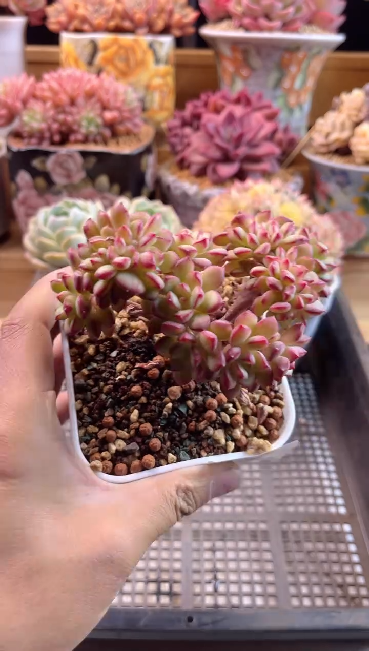 【闪购商品】3.4-20探歌缀化