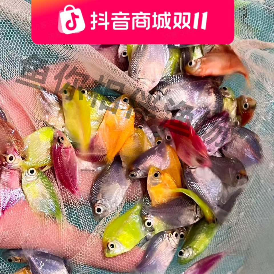 多彩天使鱼虎皮斑马鱼小型热带观赏鱼颜色丰富群游好养适合新手