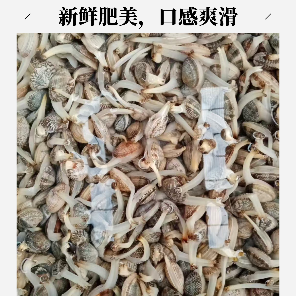 鲜活特大花蚬子500克