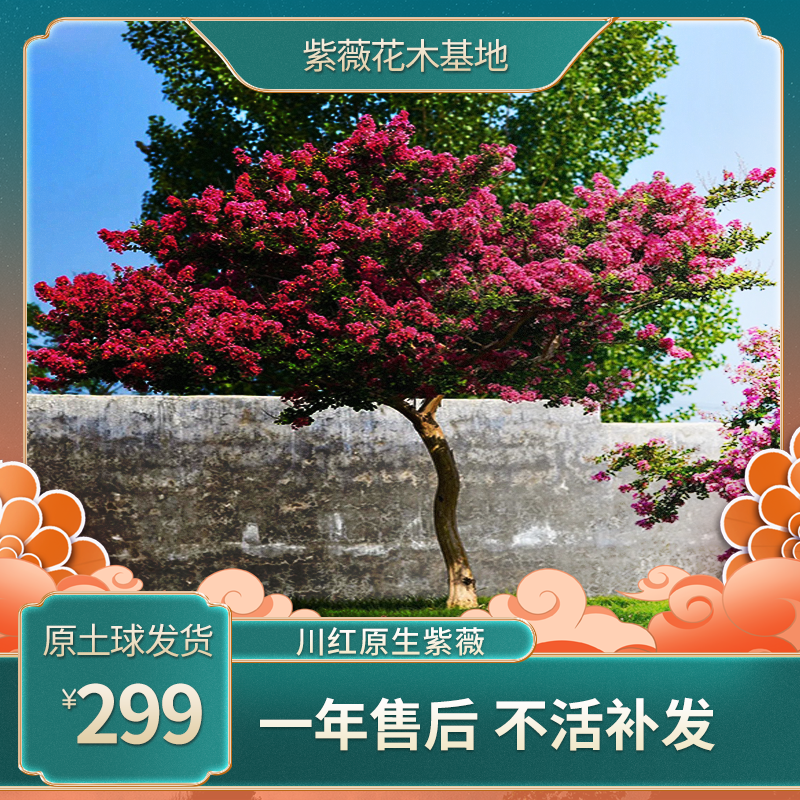 川红紫薇绿植耐热耐寒可用于庭院别墅造景