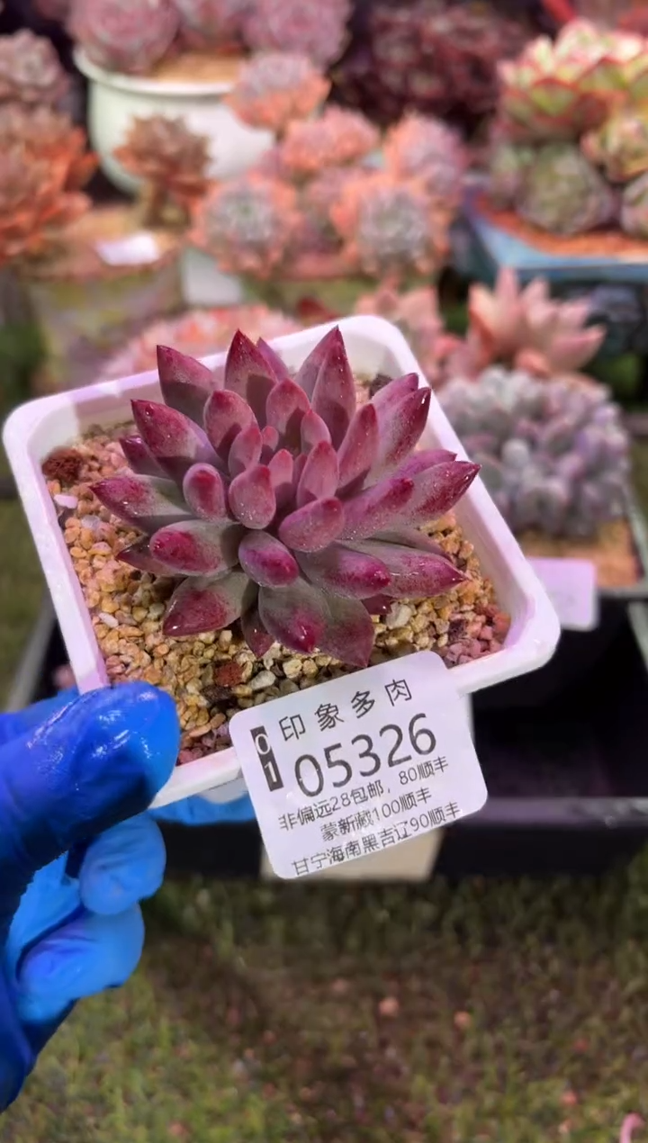 【闪购商品】05326