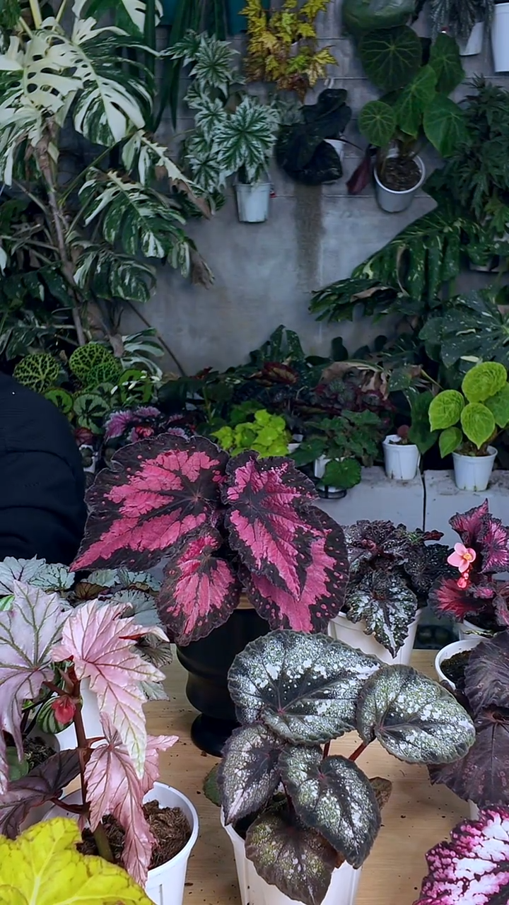 完全开放大酱菜秋海棠