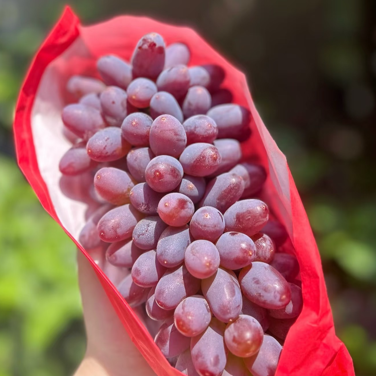 【双福翠宝宝】云南茉莉香葡萄 花香浓郁 回味无穷2/3/5斤装