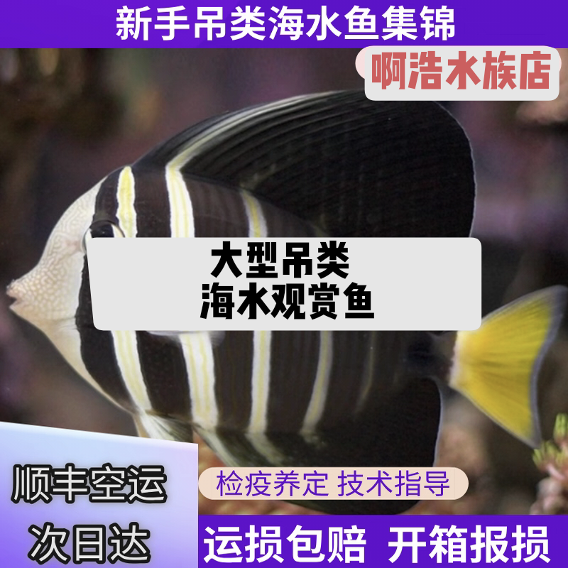 大型吊类拖尾天吊，纹吊，一字吊，大帆吊等海水观赏鱼活体