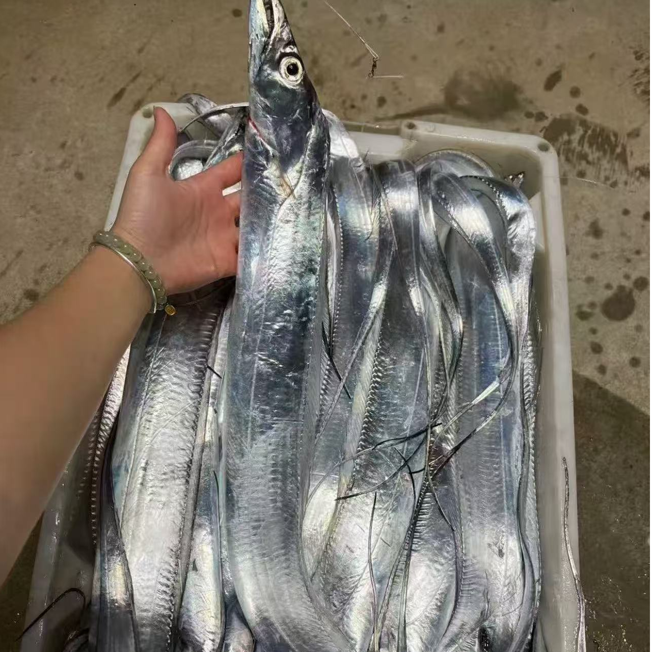 【顺丰包邮】东海海捕小眼睛带鱼现捕整条新鲜特级小眼油带