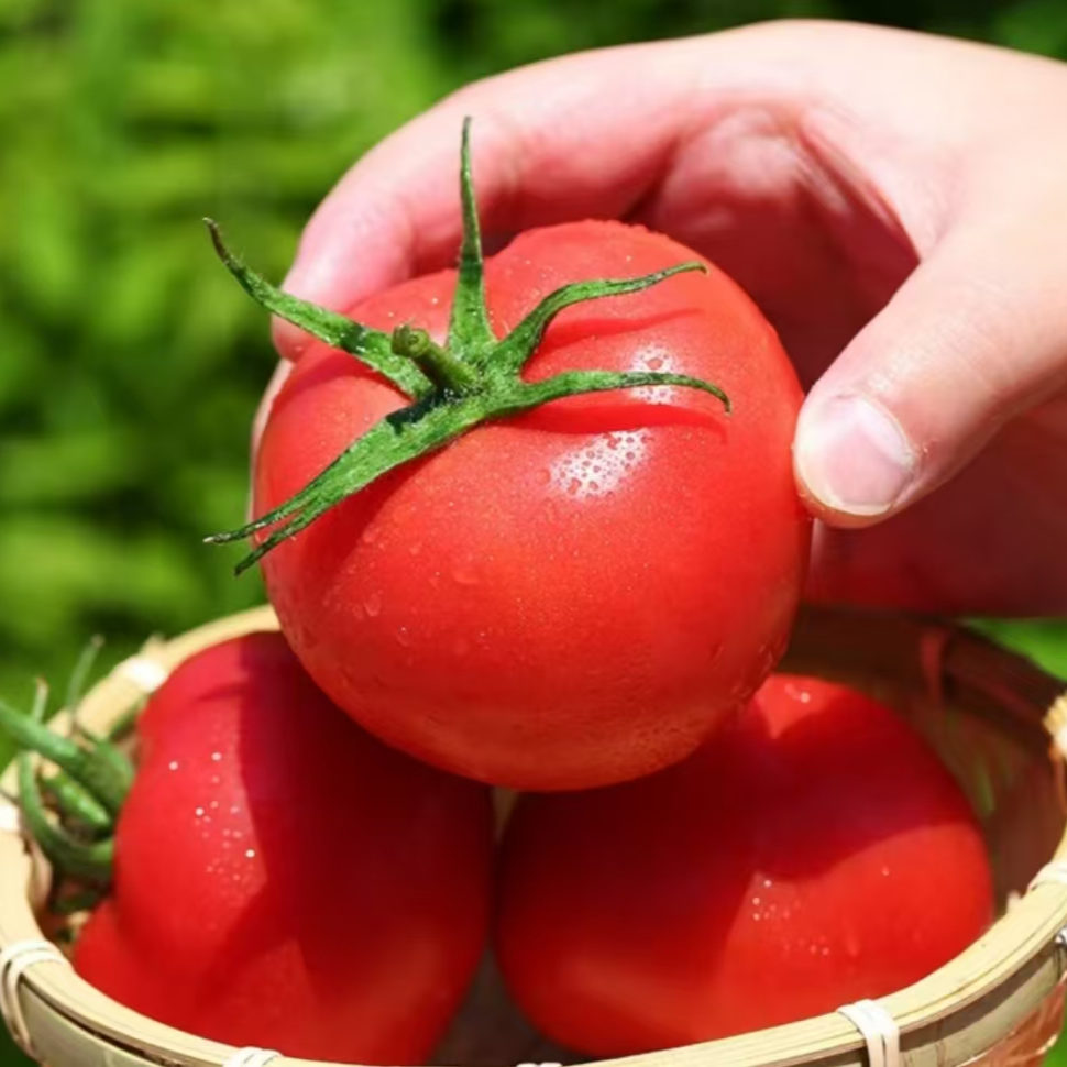 正宗沙瓤西红柿现摘现发自然成熟西红柿生吃榨汁西红柿