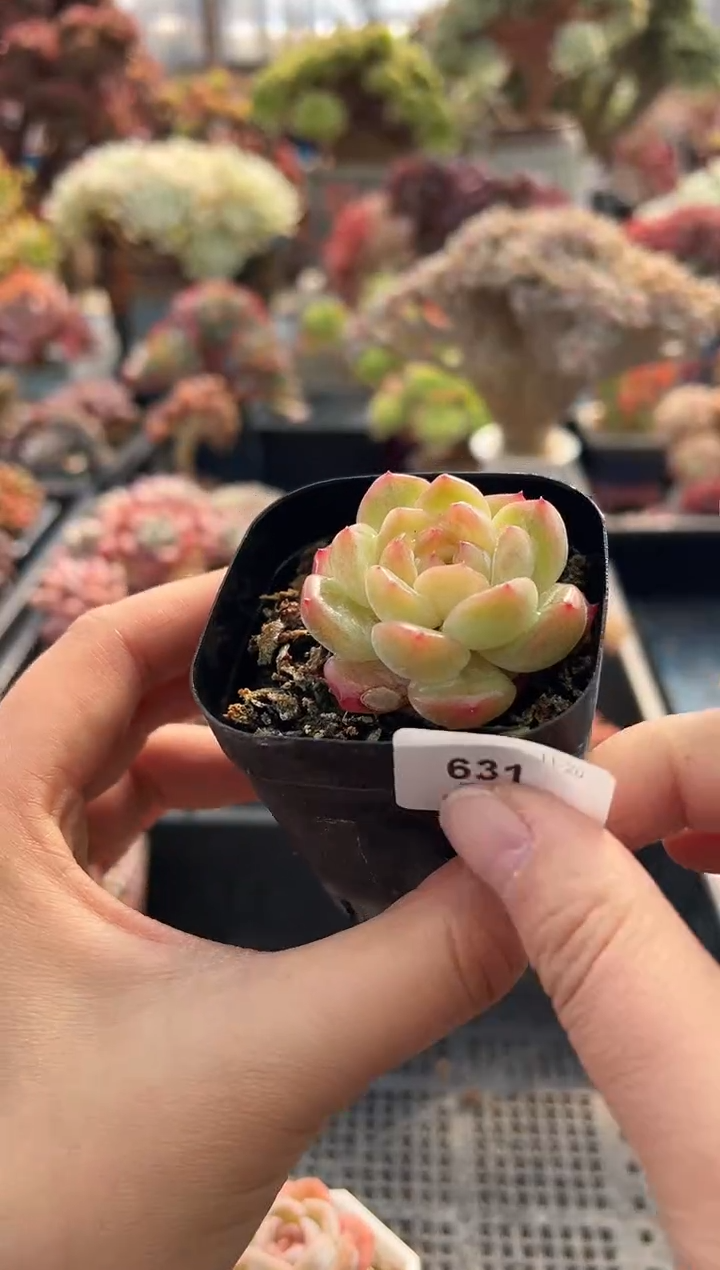 z**-631               不带盆