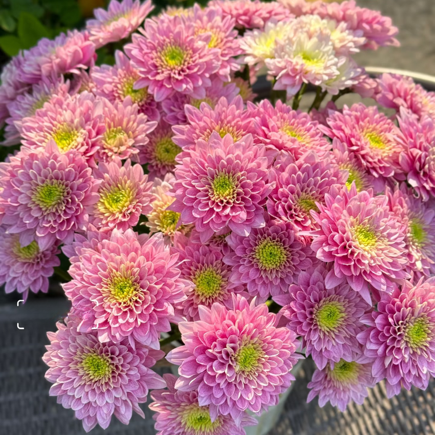 【小菊-粉神仙】一单顺丰包邮山东基地发货新鲜采收