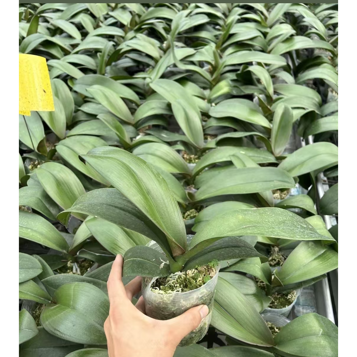 5棵蝴蝶兰花后苗微瑕疵，介意勿拍