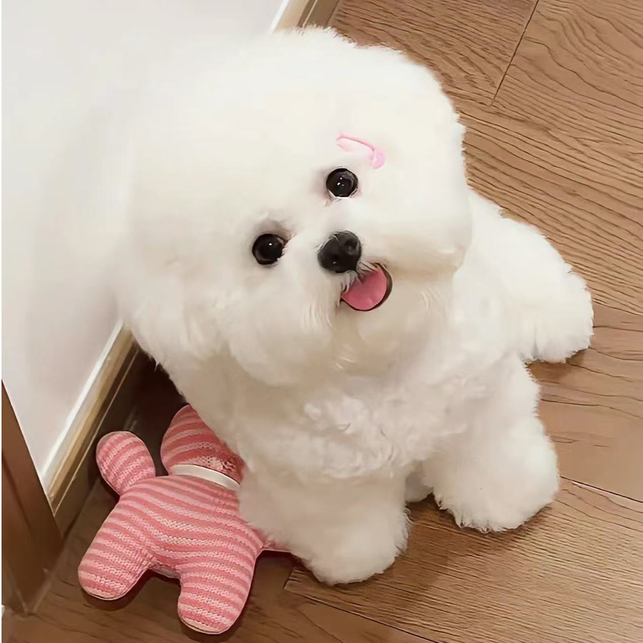（运城宠物优选）T狗狗活体