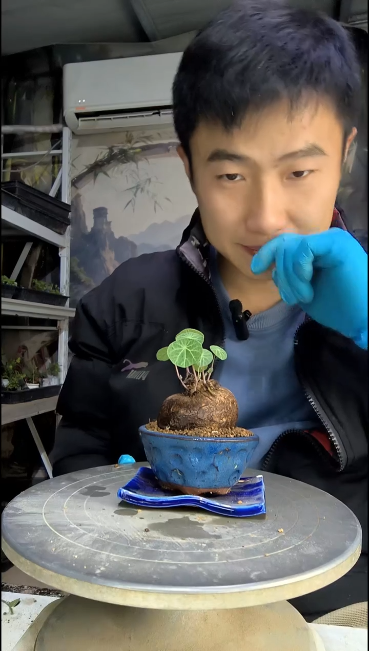 悟中青园艺一物一拍61