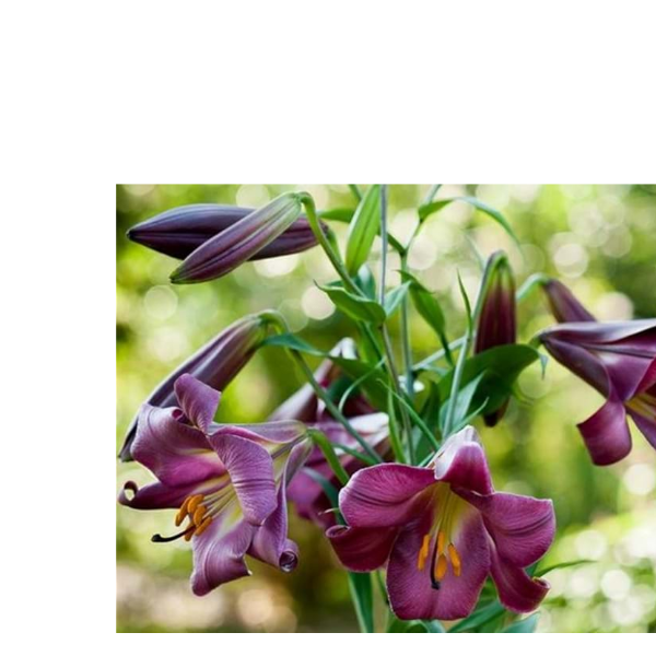 四季可种1颗《粉色完美》14/16百合花球