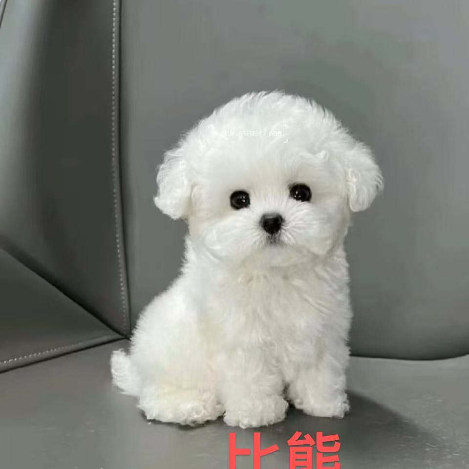 新（小希家比熊）狗狗活体