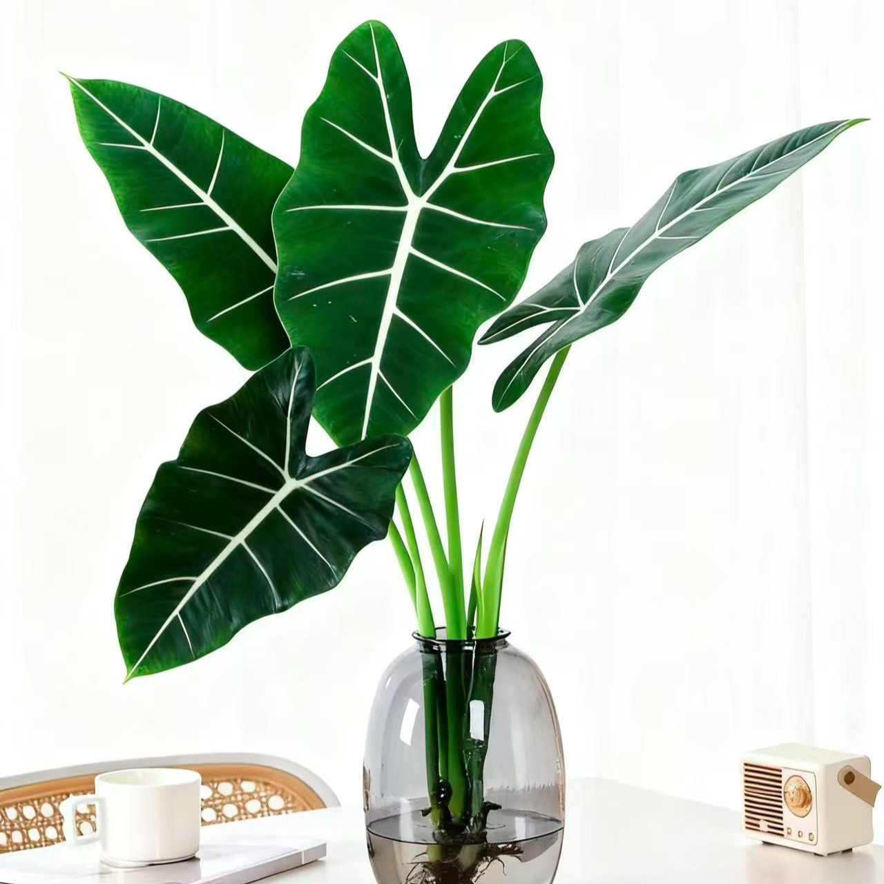 绿天鹅室内居家装饰水培盆栽四季常青