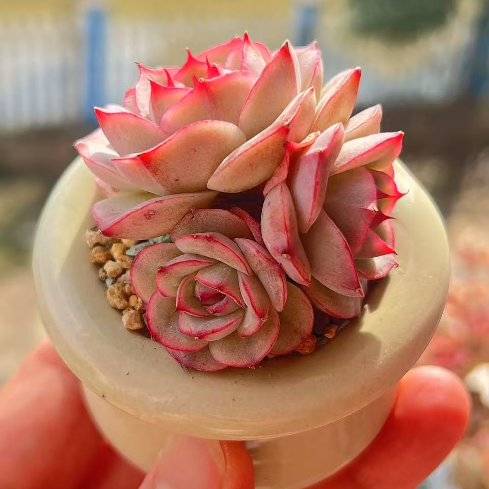 1号 江苏精品 精控精养多肉 一物一拍直播间1号