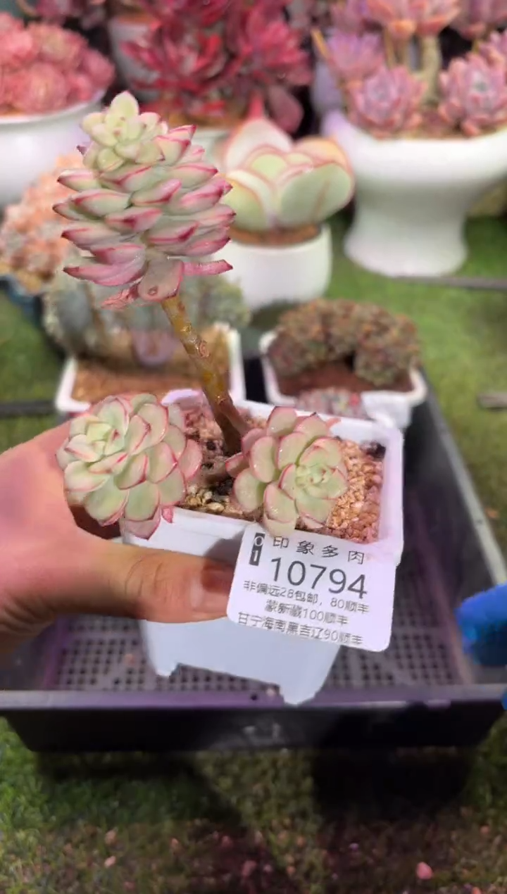 【闪购商品】10794