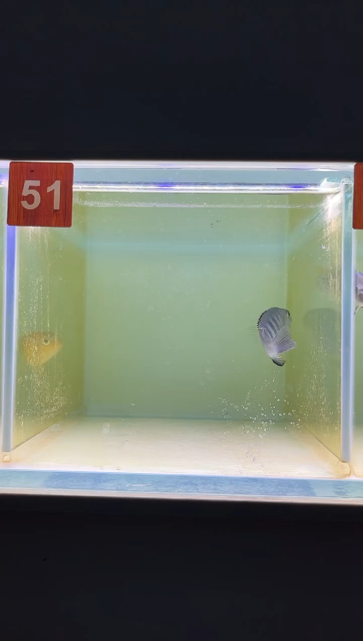 海水三湖慈鲷野生