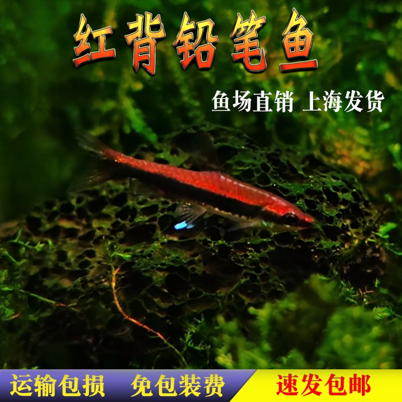 红背铅笔鱼红头活体热带观赏鱼除藻工具草缸群游鱼吃丝藻的灯科鱼